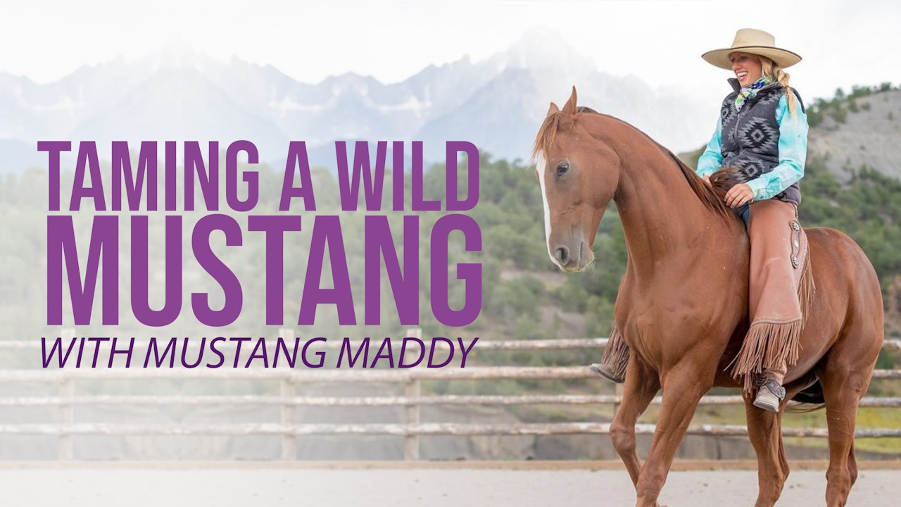 Taming A Wild Mustang