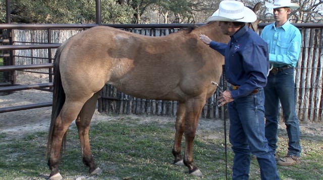 Episode 01 | The Perfect Horse - Pt 1