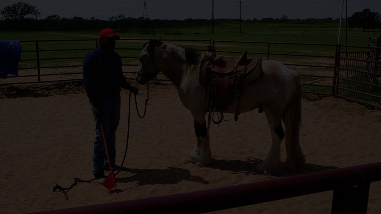 Flagging While Saddled Horse.TV