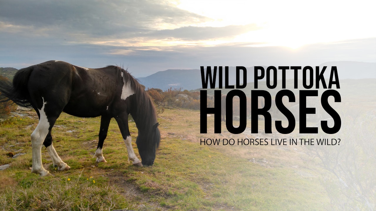Wild Pottoka Horses