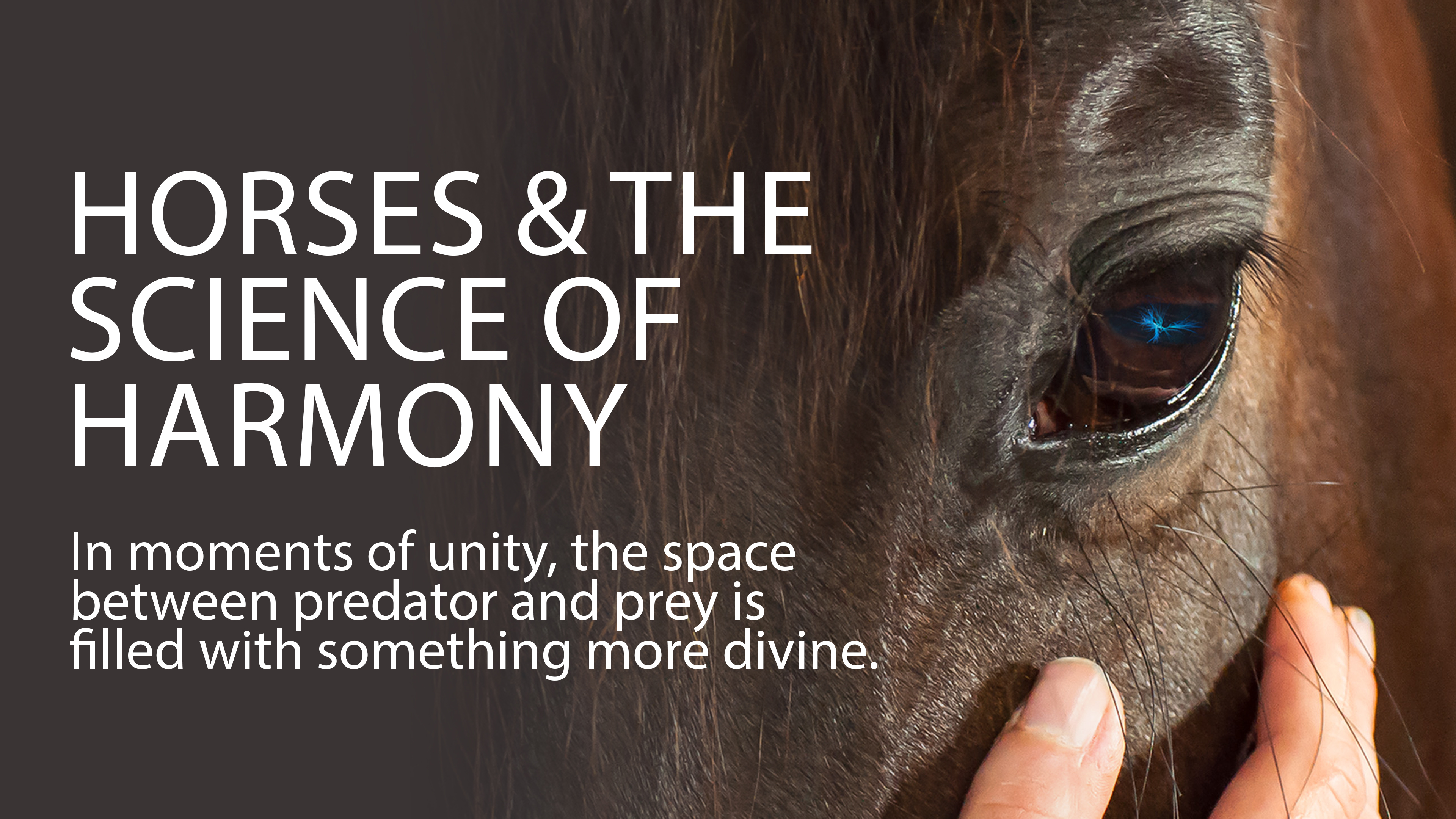 Horses & the Science of Harmony