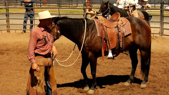 Saddle Pad Selection