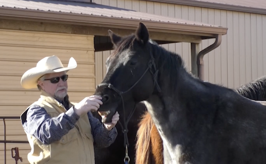 Pre-season Prep For Your Horses
