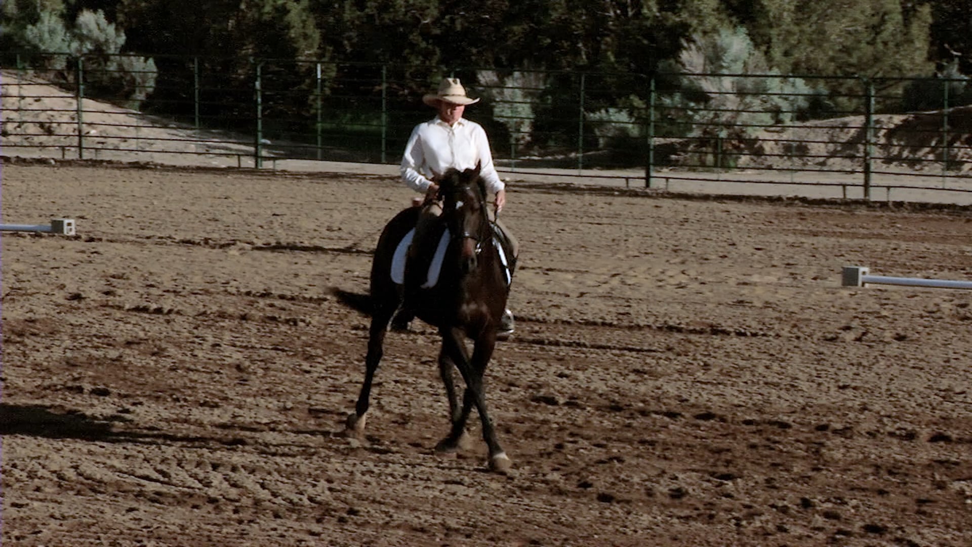 Dressage vs Western Riding