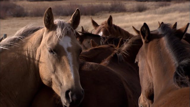 Cowboy Country - Episode 9