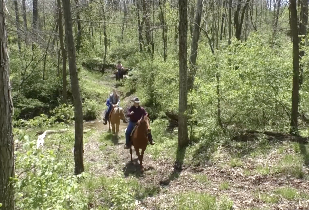 What Makes A Good Trail Horse | Illinois