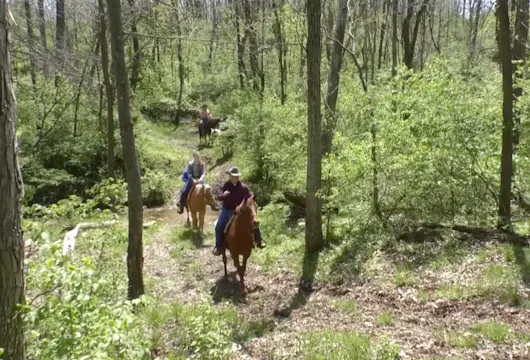 What Makes A Good Trail Horse | Illinois
