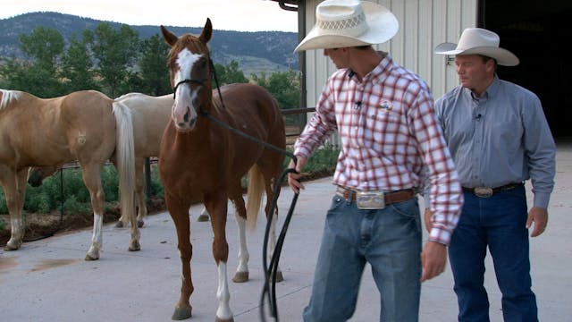 Episode 01 | Choosing Sale Horse Comp...