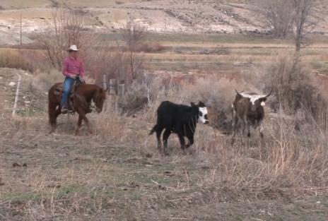 Episode 11 | Cattle Work