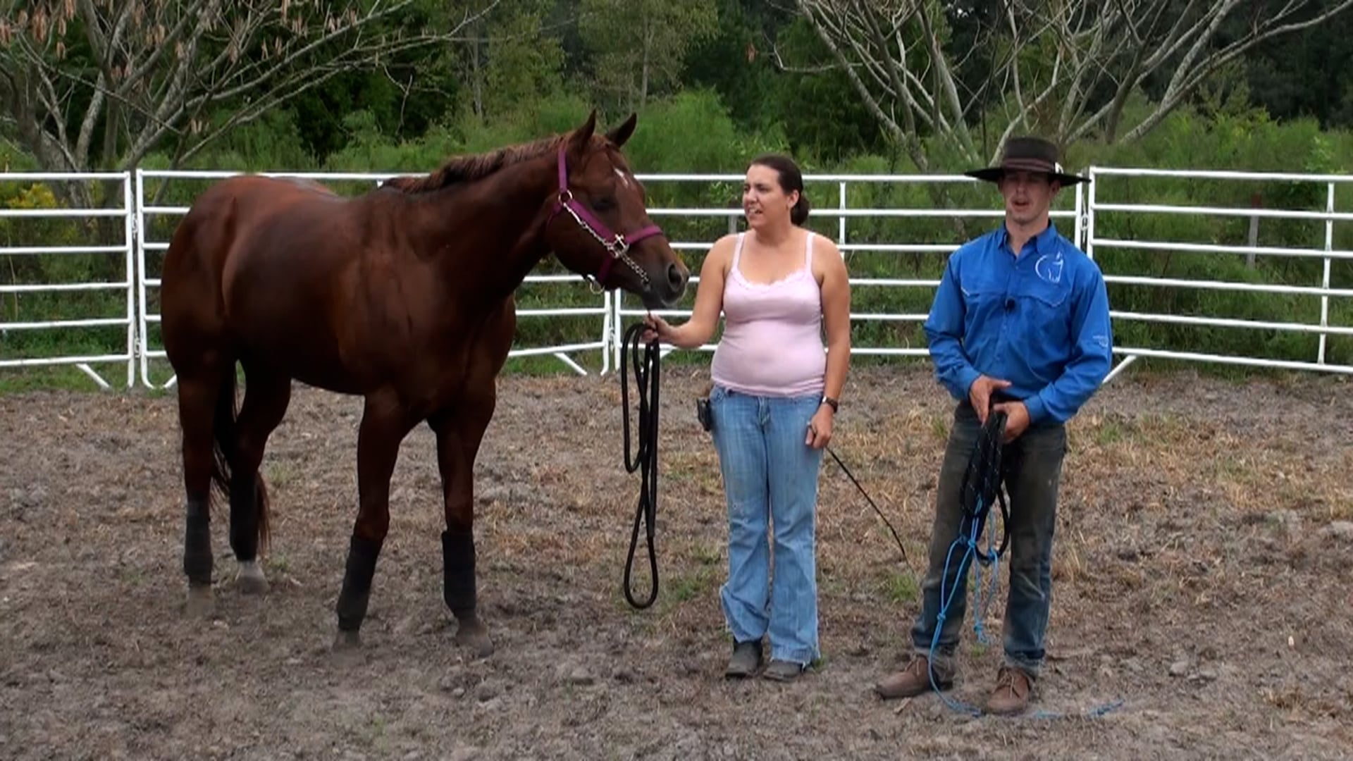 Horse Rears While Lunging
