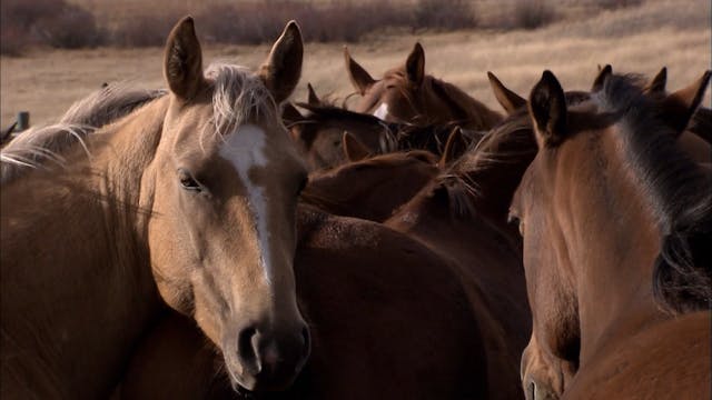 Cowboy Country - Episode 3