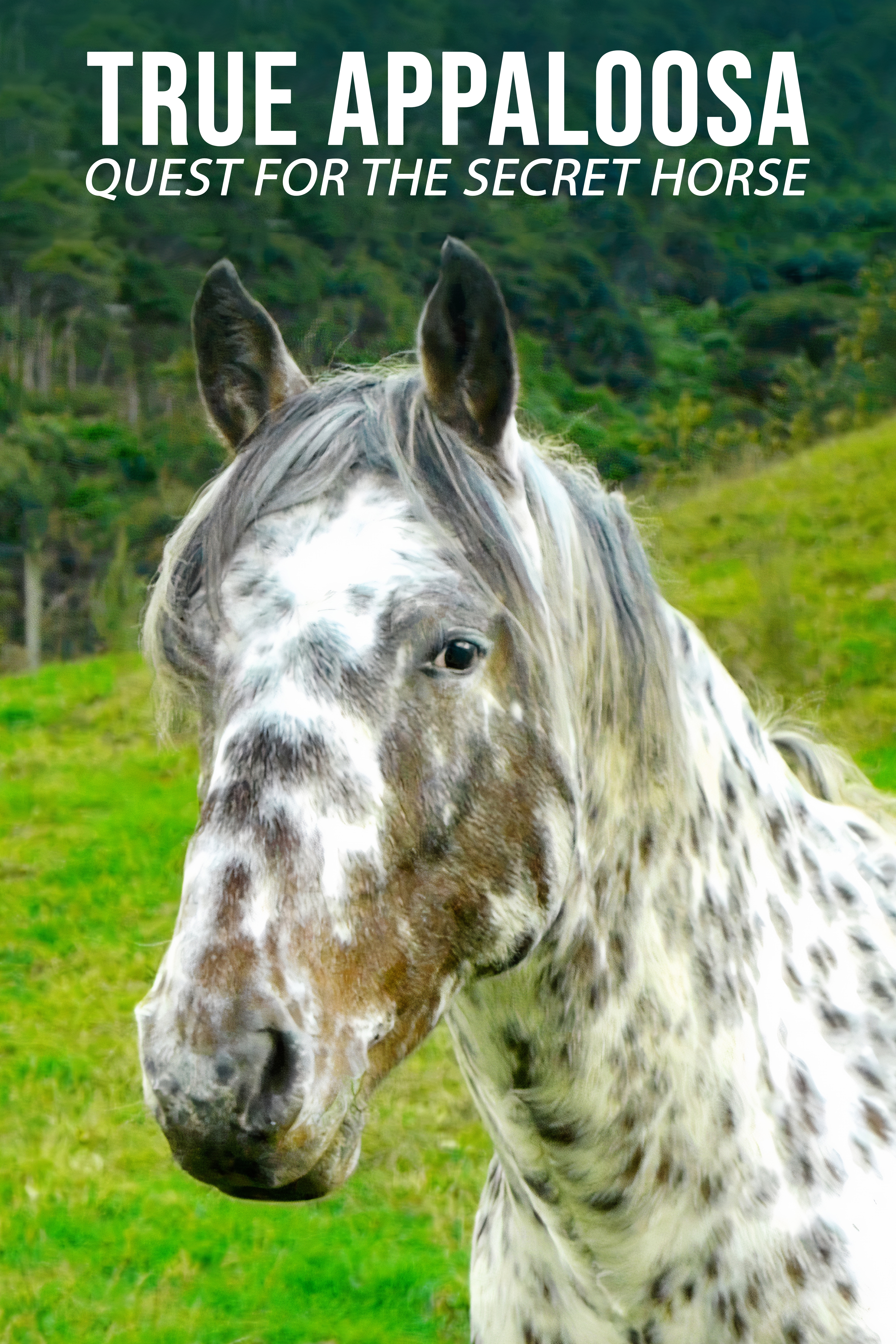 True Appaloosa
