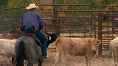 Episode 06 | Building A Ranch Horse - Pt 2