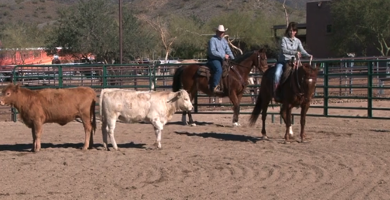 Episode 12 | Rollbacks with Cattle