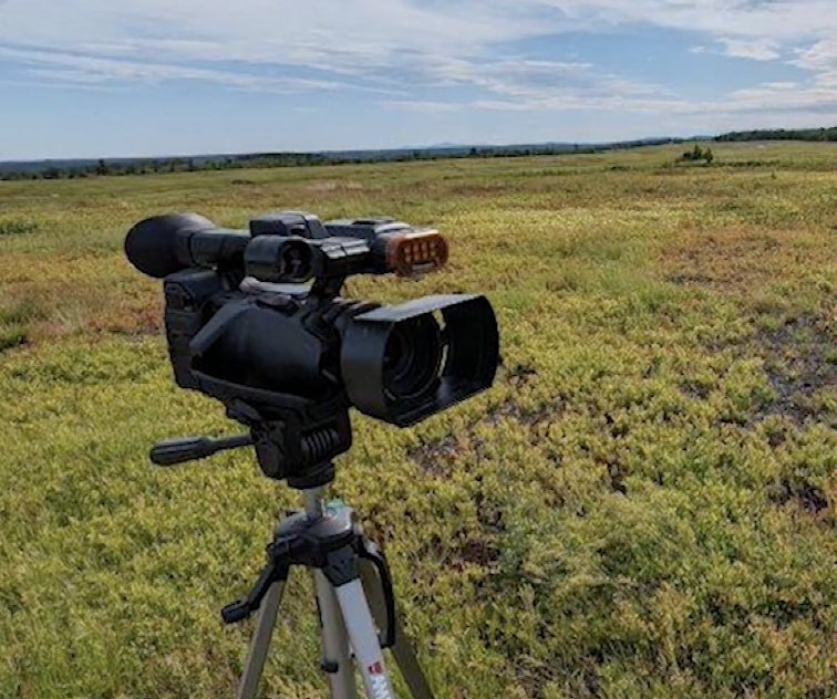 Bluberry Barrens | Maine