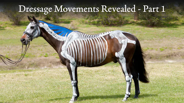 Dressage Movements Revealed - Part 1