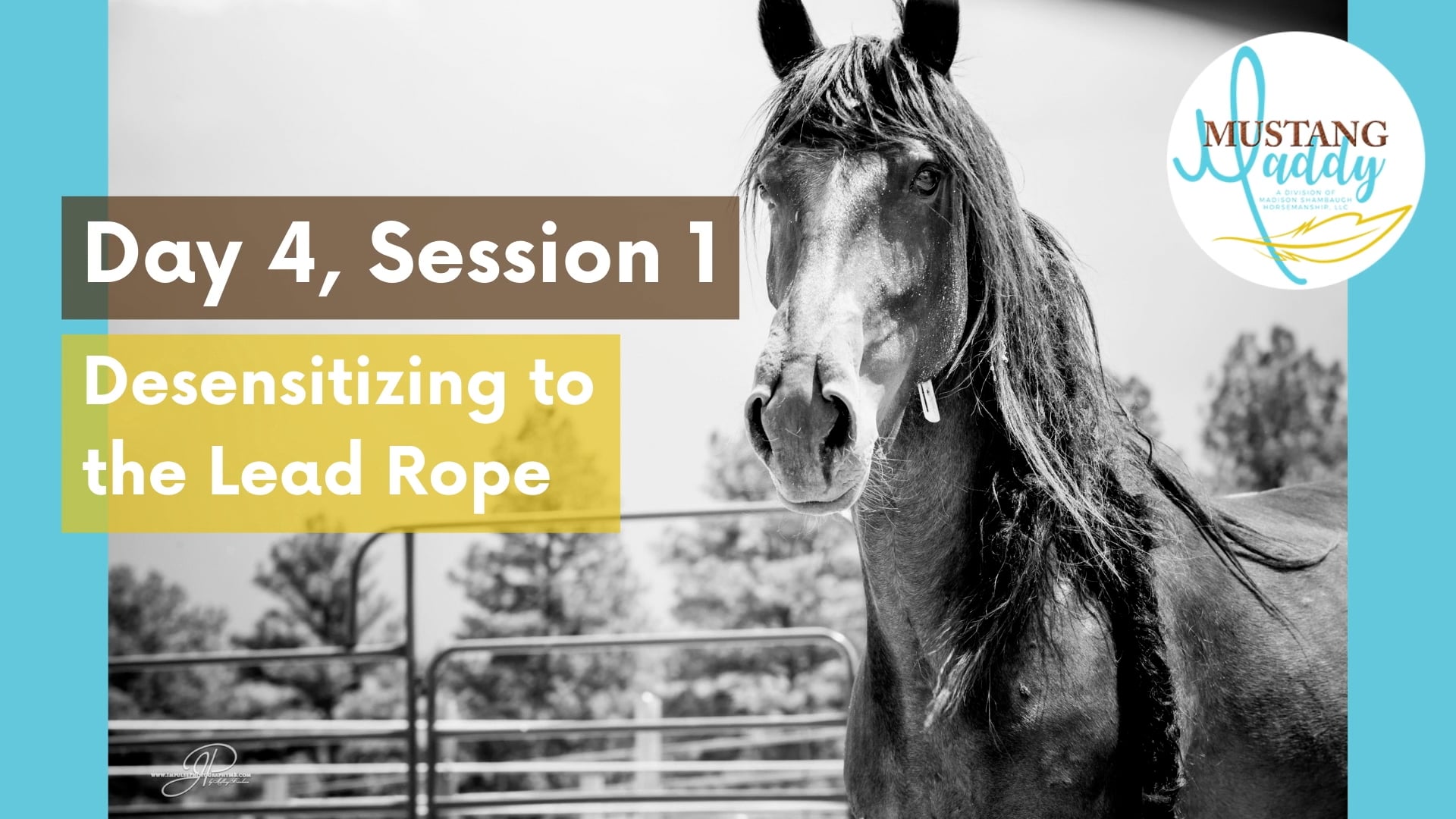 Desensitizing To Lead Rope