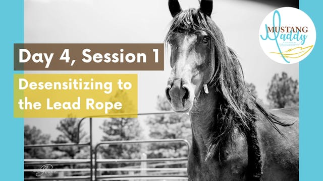 Desensitizing To Lead Rope