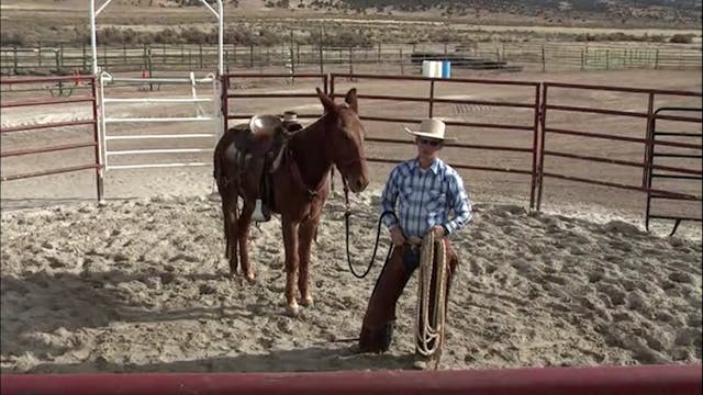 Ground Driving A Mule