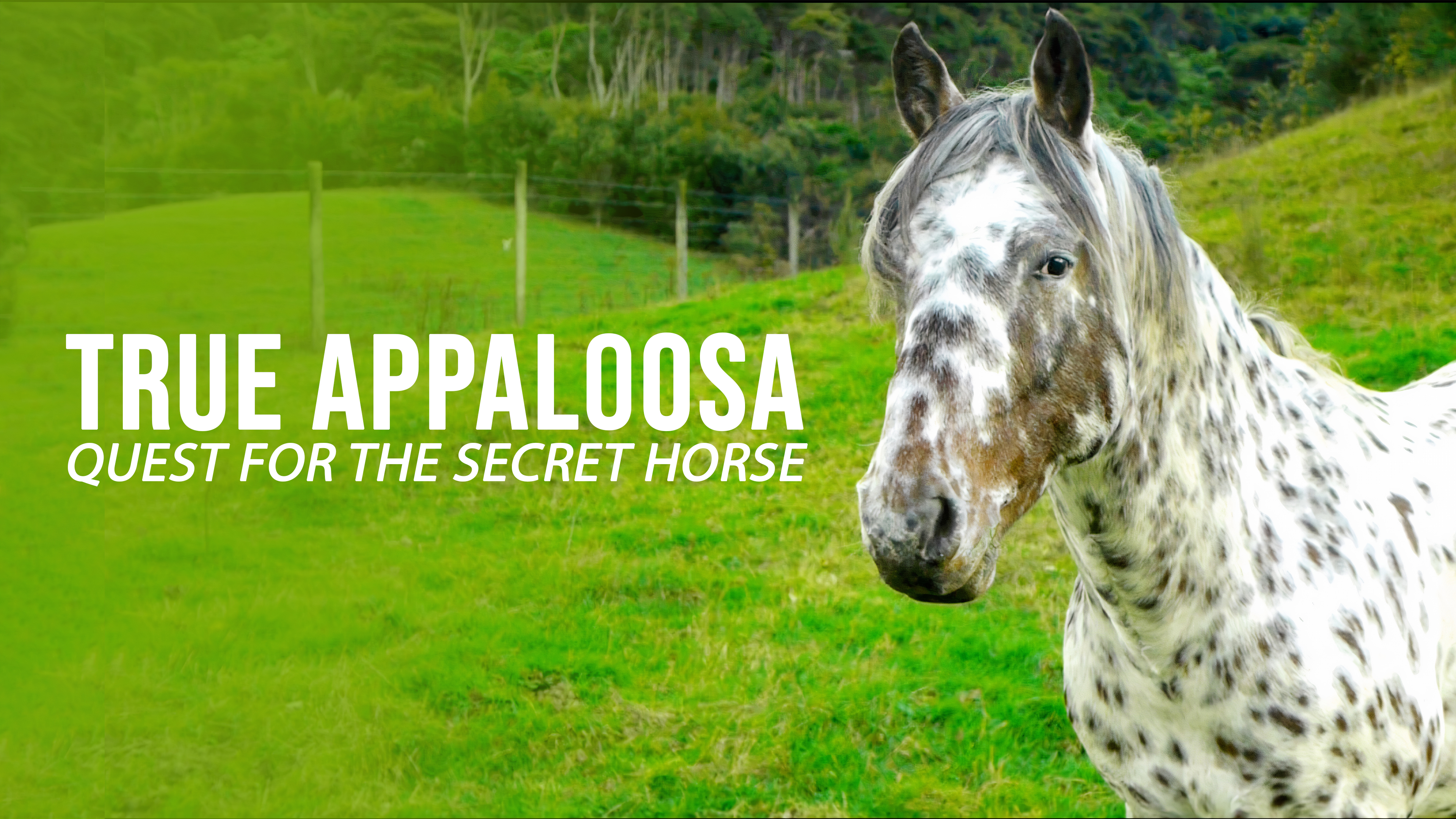 True Appaloosa