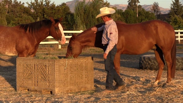 Foal Handling | 2