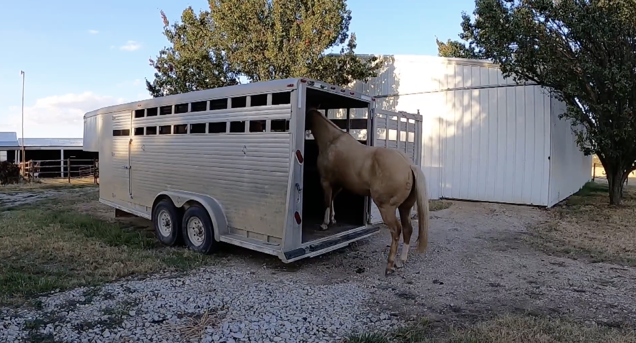 Vet Med Tips and Traveling with Horses | Kansas
