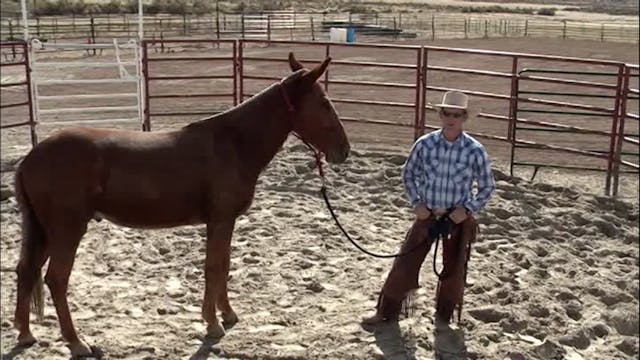 Halter Driving A Mule