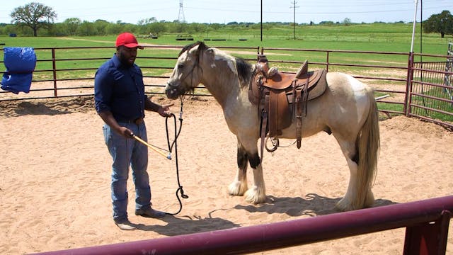 Desensitizing By Whipping Saddle