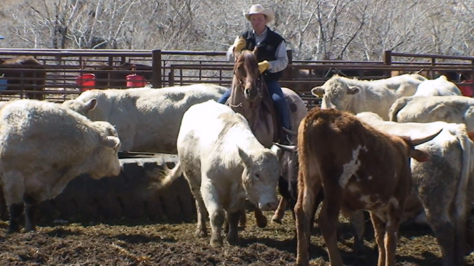 Episode 13 | Spring Branding