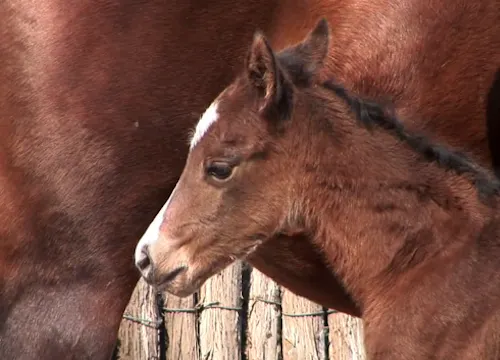 Episode 09 | Foal Care