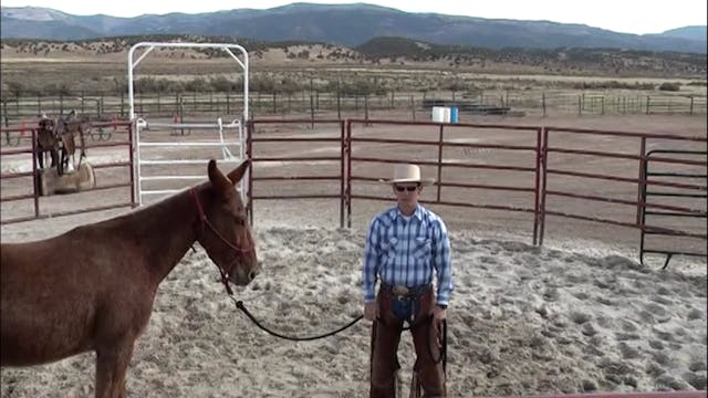 Saddling A Mule