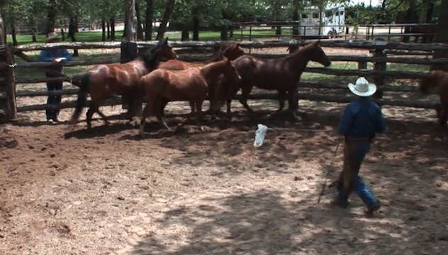 Episode 12 | Selecting a Horse Clinic...