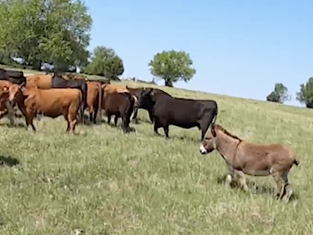 Broken Wing Ranch | Kansas