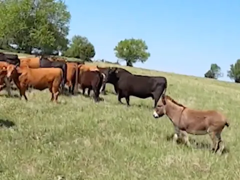 Broken Wing Ranch | Kansas