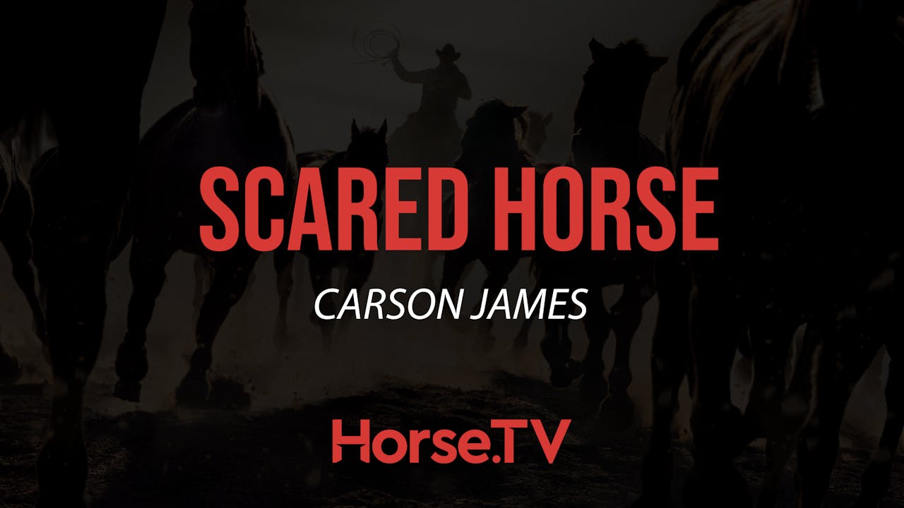 Scared Horse Horse.TV