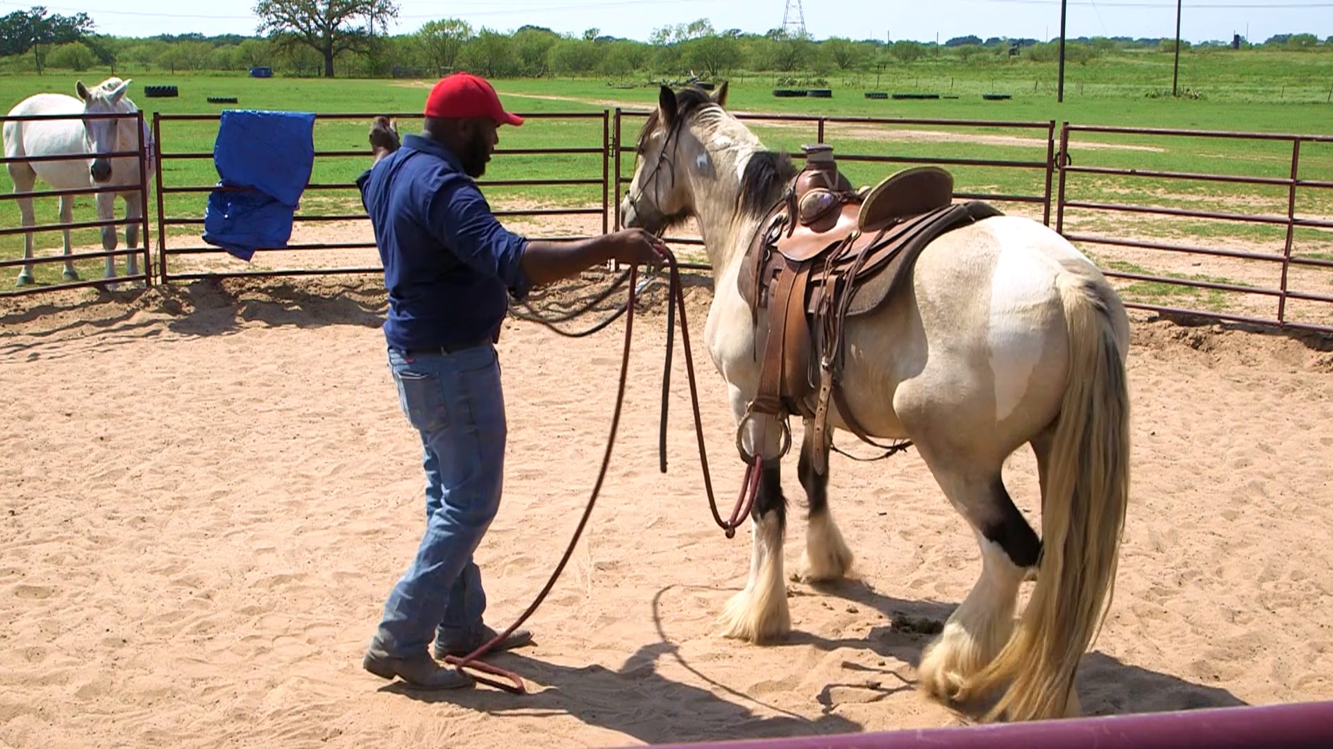 Desensitizing To Stirrup W Motion