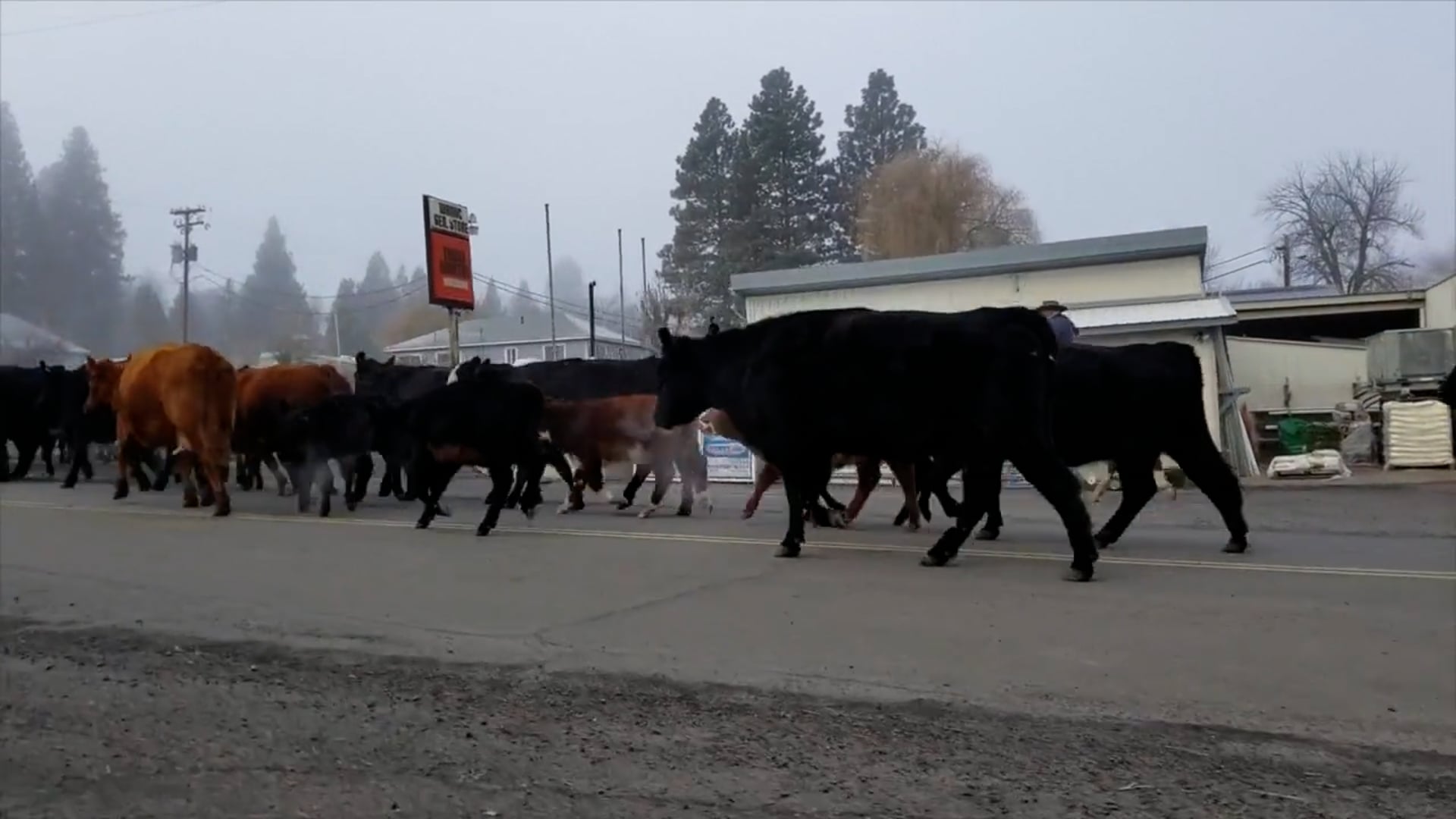 Live Equestrian | Episode 1