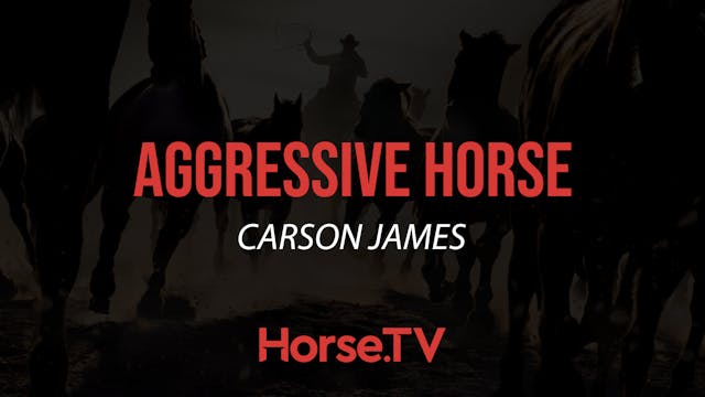 Aggressive Horse