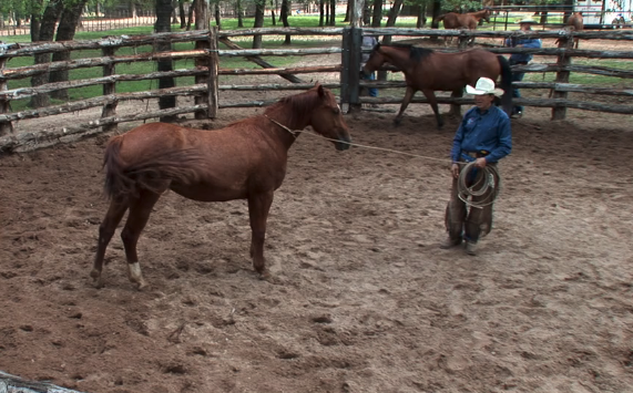 Episode 13 | Selecting a Horse Clinic  - Pt 2