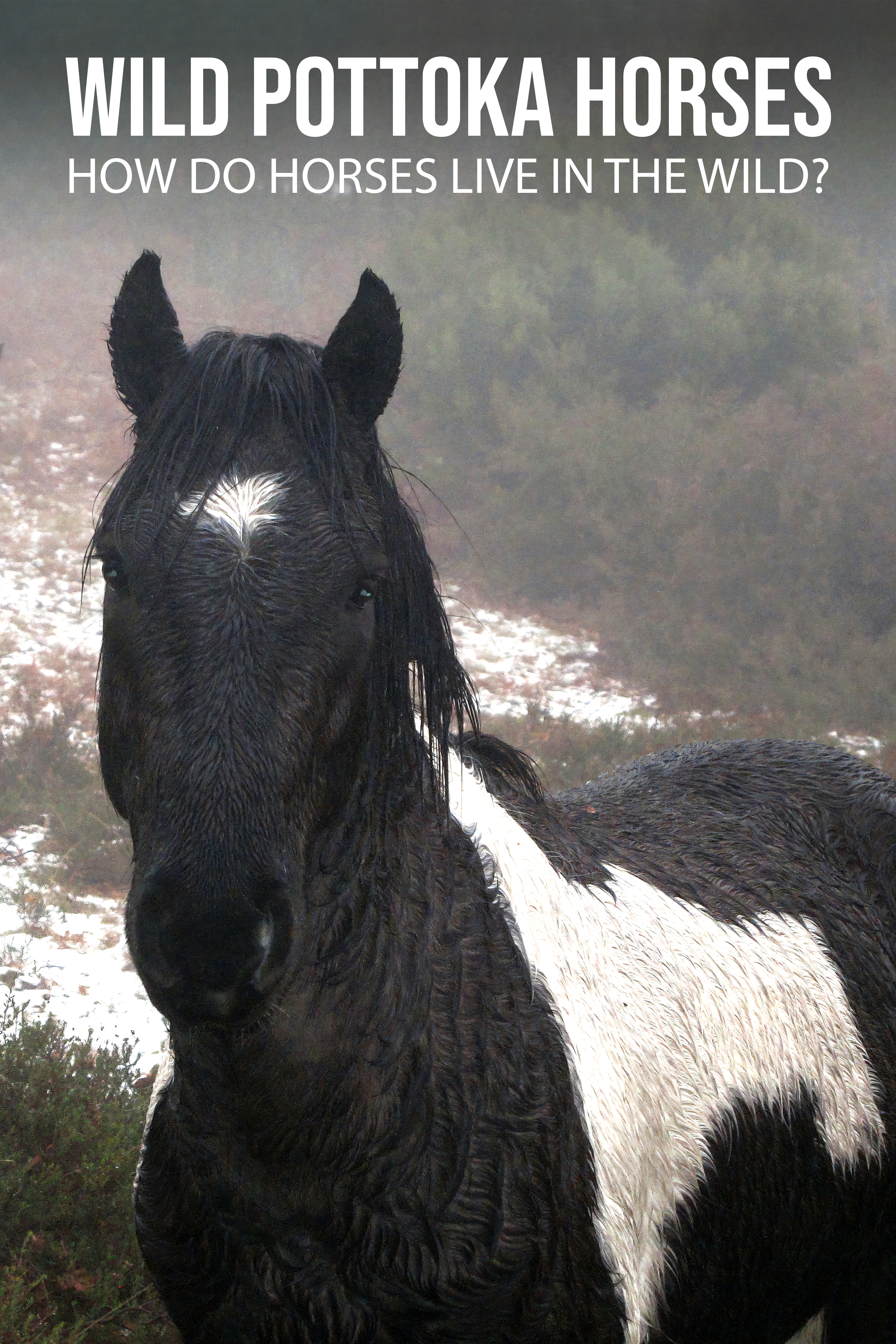 Wild Pottoka Horses