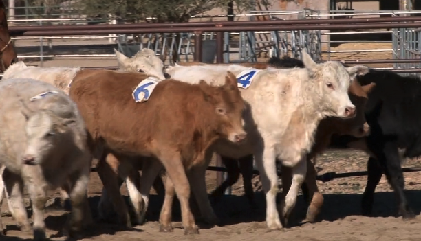 Episode 10 | Rope Breaking