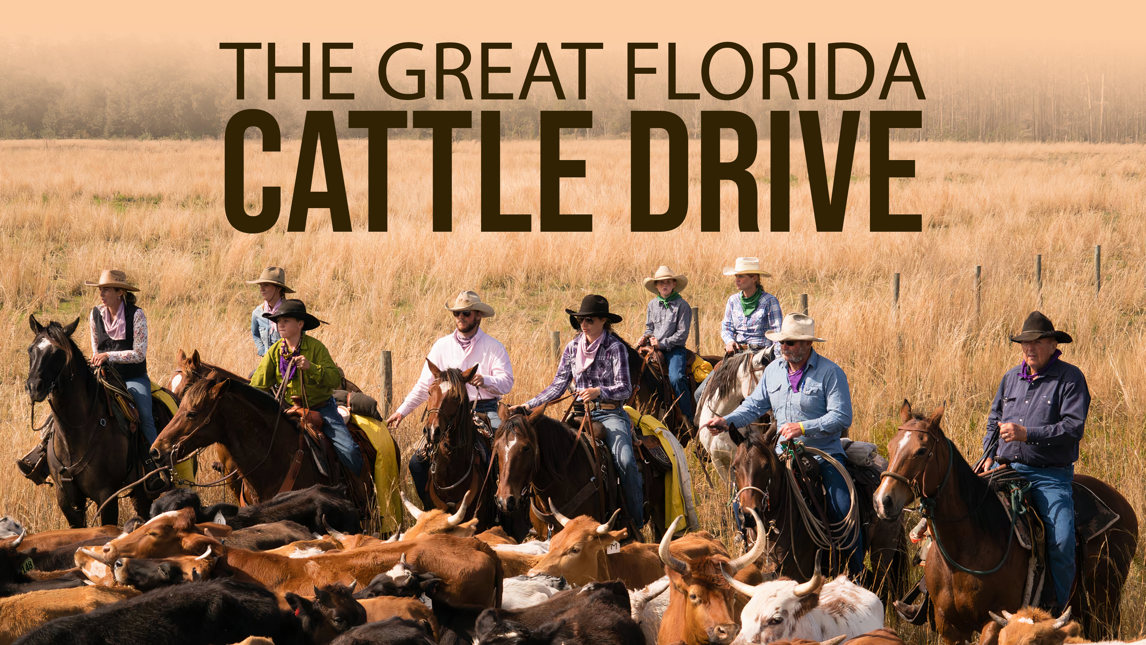 Great Florida Cattle Drive Horse.TV