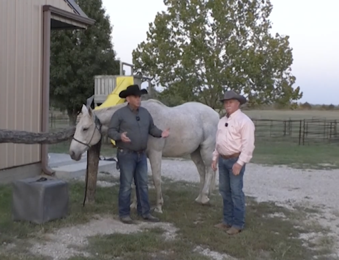 Trail Horse Evaluation