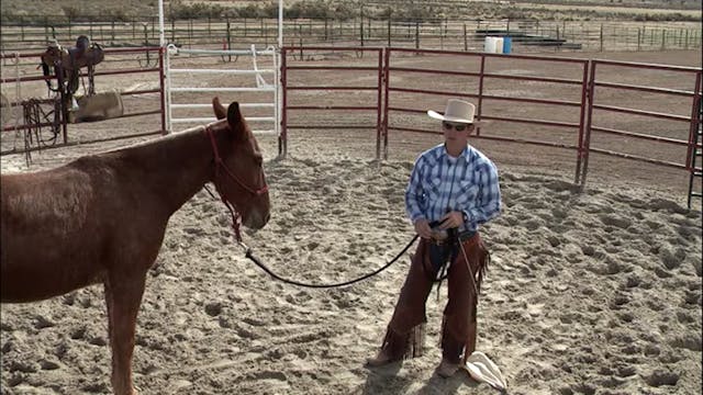 Desensitizing A Mule