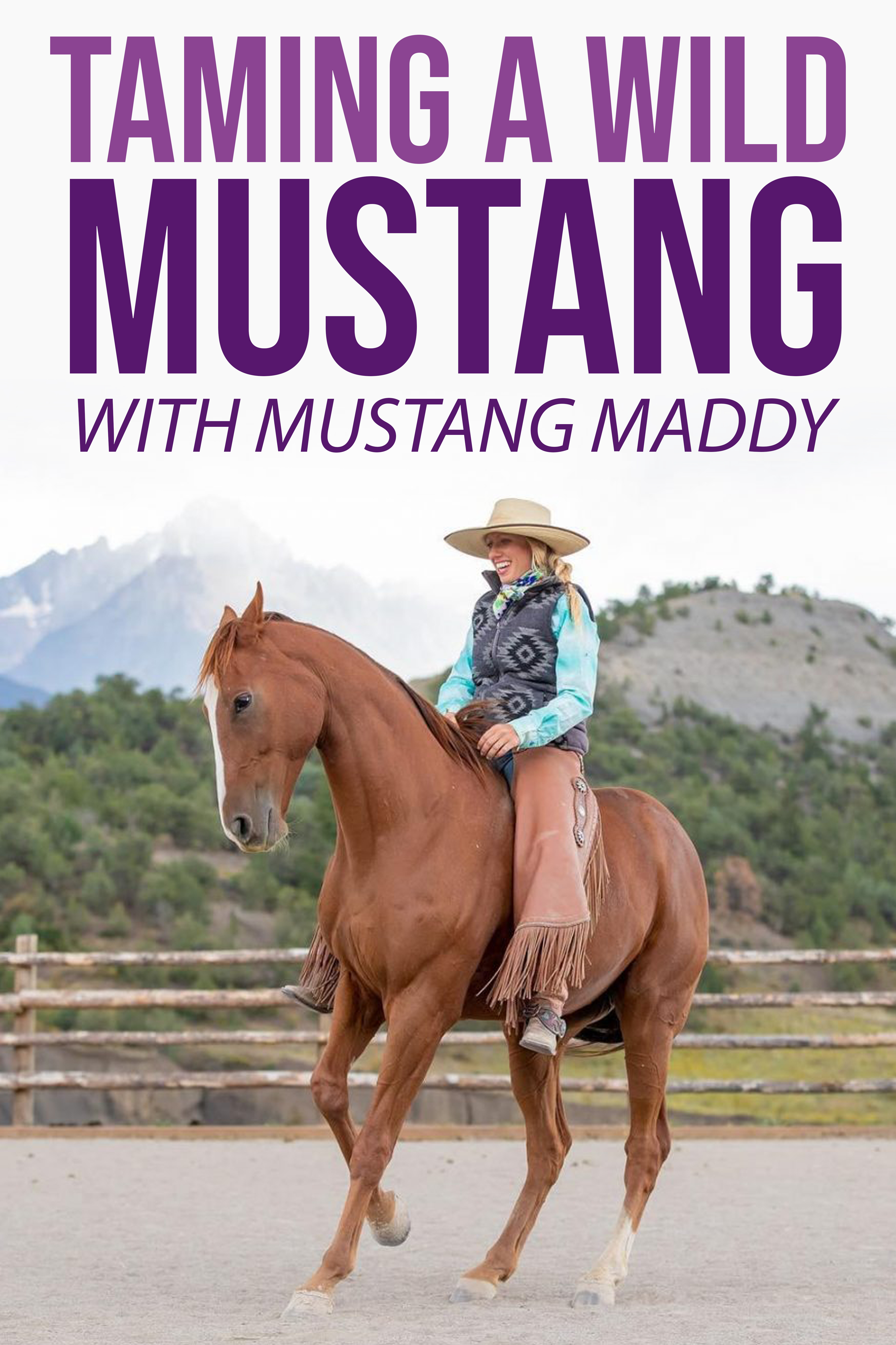 Taming A Wild Mustang