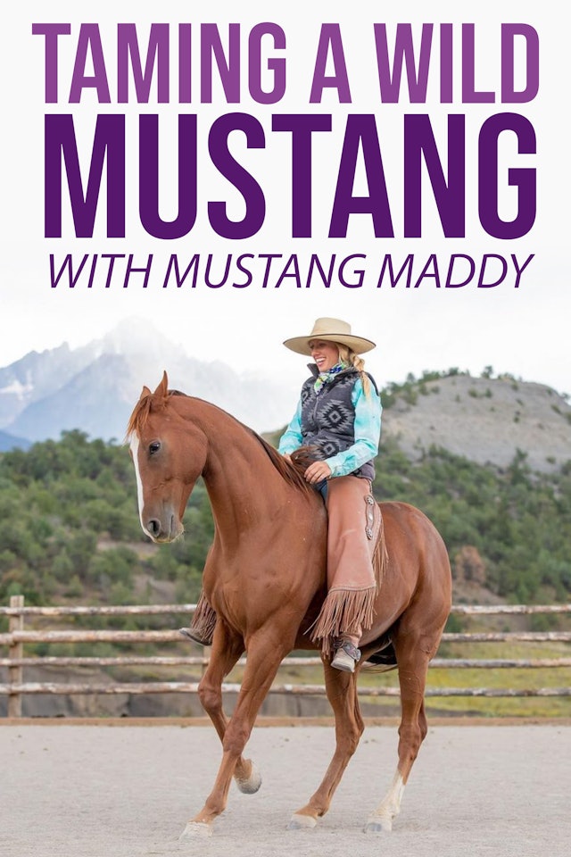 Taming A Wild Mustang