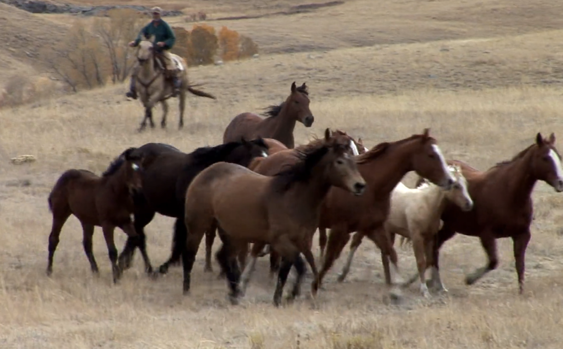 Episode 12 | Day on the Ranch