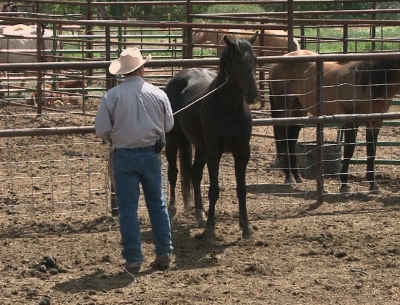 Episode 02 | Colt Starting - Pt 1