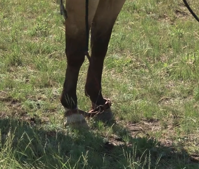 Episode 13 | Hobbling