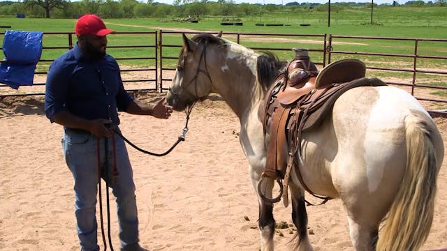 Desensitizing To Stirrups